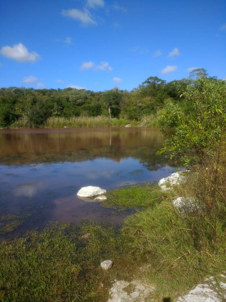 <p>El rancho tiene 100 hectáreas de las cuales mecanizadas el 50% para poder tener 120 cabezas de ganado. Cuenta con un Cenote a flor de tierra muy grande de unos 80 metros de diámetro. Tiene 6 cerros y restos de una pirámide. El 80% es pasto (zacate) y el otro 20% es monte alto. Tiene muchas palmas y vegetación hermosa. El rancho cuenta con corral de piedras o albarradas de una extensión de 80 por 60. Tiene un corral de madera de 30 x 50. Casa de trabajador, bodega y la casa principal con dos recámaras, servicio de baño, cocina. En la parte de arriba de la casa tiene un depósito de agua redondo con capacidad de 75,000 litros de agua que es alimentado por la veleta. Tiene dos caminos de acceso. Uno que comparte con dos ranchos (derecho de paso) y el otro es propio. Está a dos 2.7 kilómetros de la carretera principal que va de Tizimín a Río Lagartos. Está a 8 kilometros de Río Lagartos por lo que puede funcionar perfectamente para un proyecto Ecoturístico o también para practicar la ganadería. Propiedad Privada.</p>